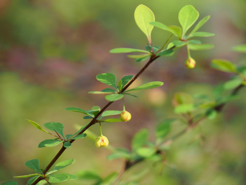 Berberis thunbergii