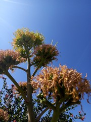 Agave desmettiana