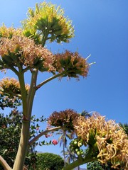 Agave desmettiana