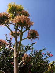 Agave desmettiana