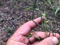 Zornia dyctiocarpa