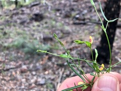 Zornia dyctiocarpa