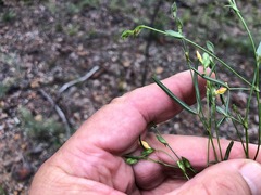 Zornia dyctiocarpa