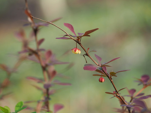 Berberis thunbergii
