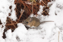 Peromyscus melanotis