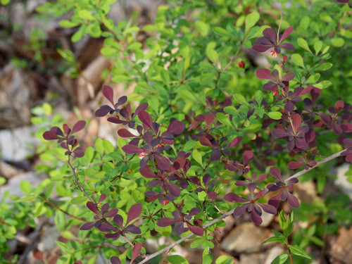 Berberis thunbergii