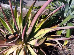 Agave desmettiana
