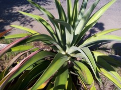 Agave desmettiana