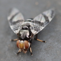 Lenophila dentipes