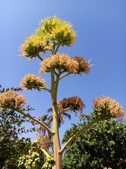 Agave desmettiana