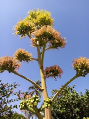 Agave desmettiana