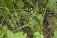 Poa sichotensis