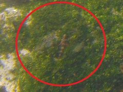 Lepidonectes corallicola