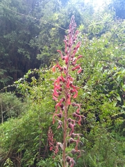 Lobelia tupa