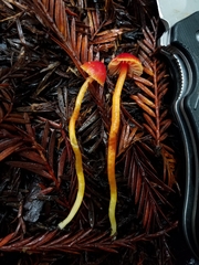 Hygrocybe marchii