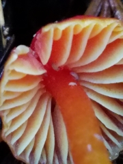 Hygrocybe marchii