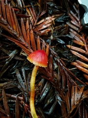 Hygrocybe marchii