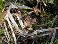 Gentianella auriculata