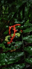 Chamaedorea costaricana