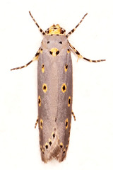 Ethmia circumdatella