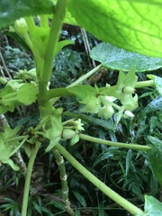 Cyrtandra cordifolia