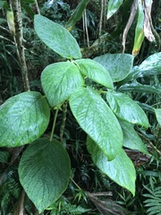 Cyrtandra cordifolia