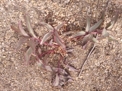 Penstemon centranthifolius