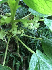 Cyrtandra cordifolia