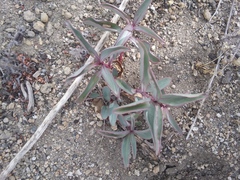 Penstemon centranthifolius