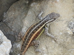 Sceloporus variabilis