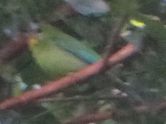 Chloropsis palawanensis