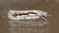 Eulechria xeropterella