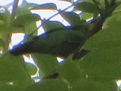 Chloropsis palawanensis