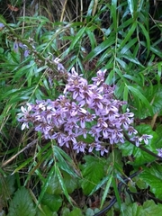 Francoa appendiculata