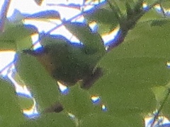 Chloropsis palawanensis