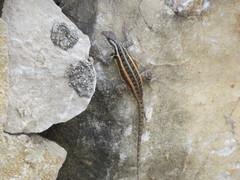 Sceloporus variabilis