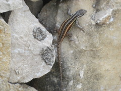 Sceloporus variabilis