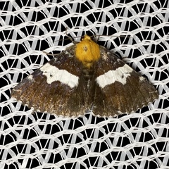 Buzara latizona