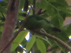 Chloropsis palawanensis