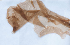 Punctaria tenuissima