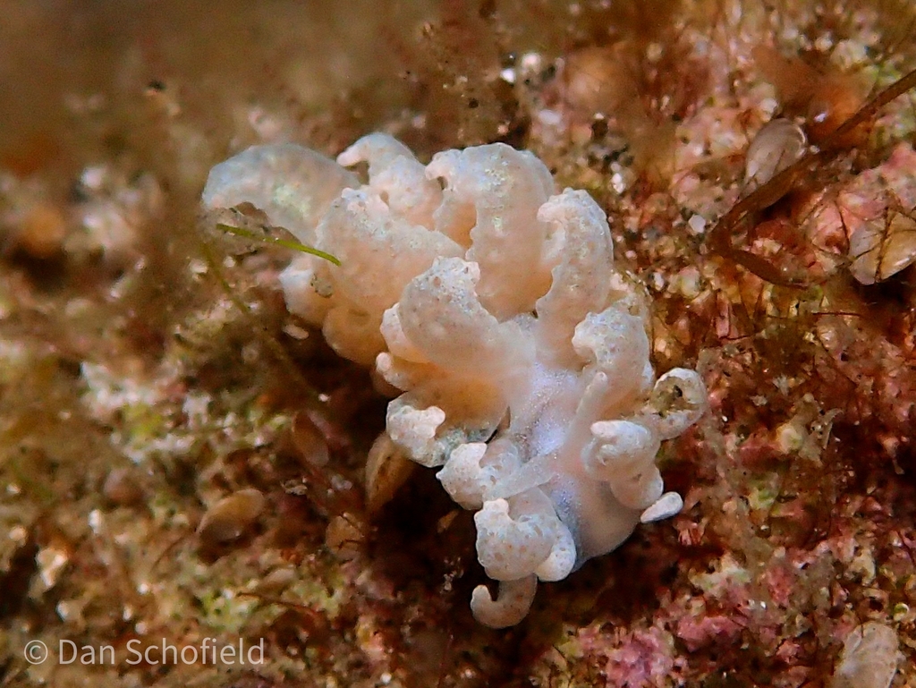 Beaded Soft Coral Eater