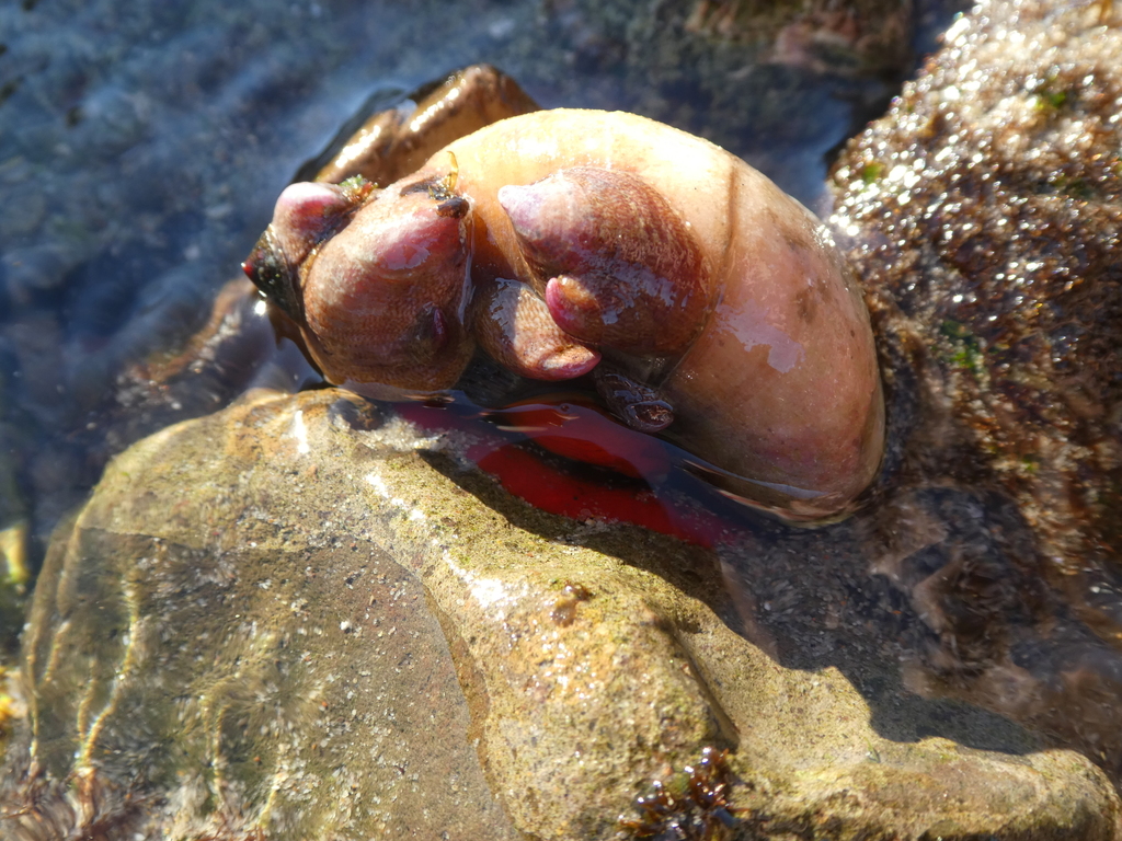 Crepidula norrisiarum