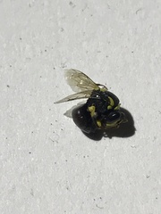 Hylaeus elegans