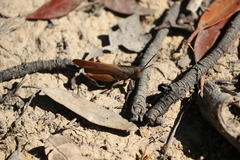 Goniaea australasiae