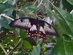 Papilio ascalaphus