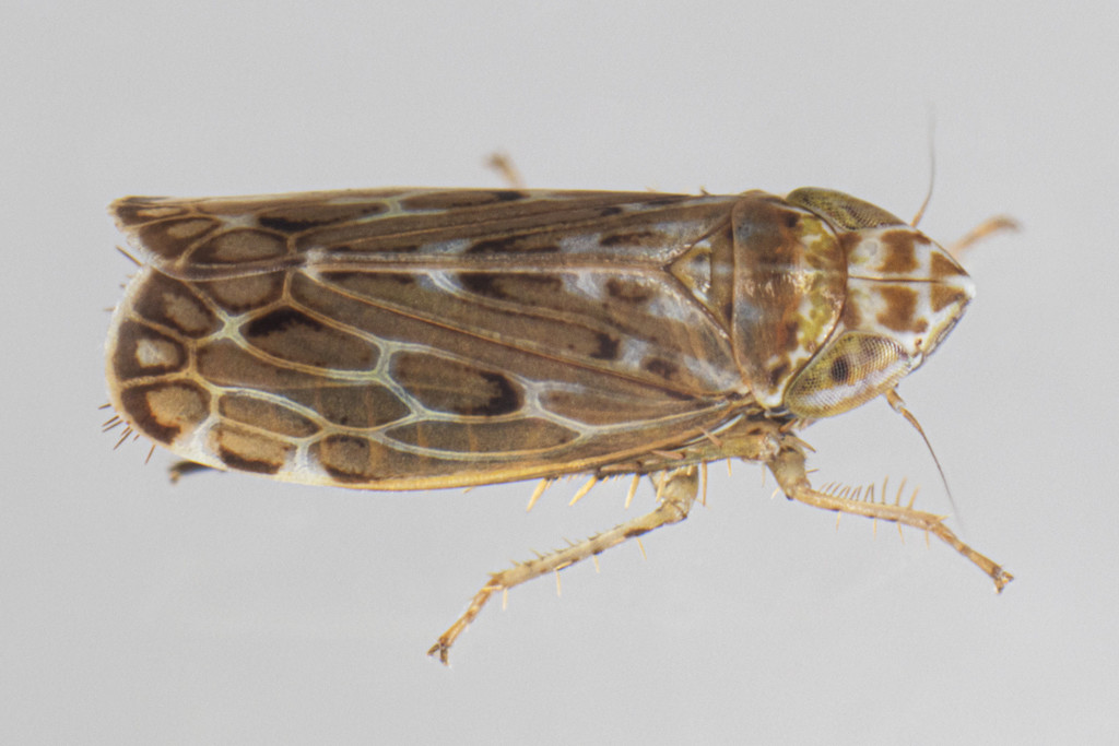 Latalus personatus