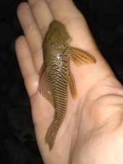 Chaetostoma thomsoni