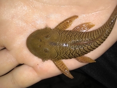 Chaetostoma thomsoni