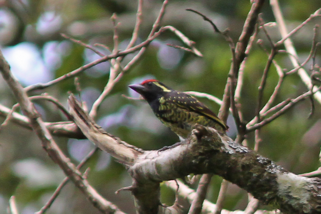Yellow-spotted Barbet (Buccanodon duchaillui) photo