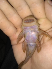 Chaetostoma thomsoni